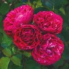 Roots Plants Shrub Rose 'Konstantina Freska®' | 4.5L Pot
