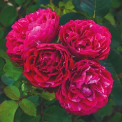 Roots Plants Shrub Rose 'Konstantina Freska®' | 4.5L Pot