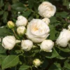 Roots Plants Shrub Rose 'Lenka Frayla®' | 4.5L Pot Rose Bushes 2 Roots Plants Shrub Rose 'Lenka Frayla®' | 4.5L Pot Rose Bushes