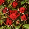 Roots Plants Shrub Rose 'Morava Reka®' | 4.5L Pot