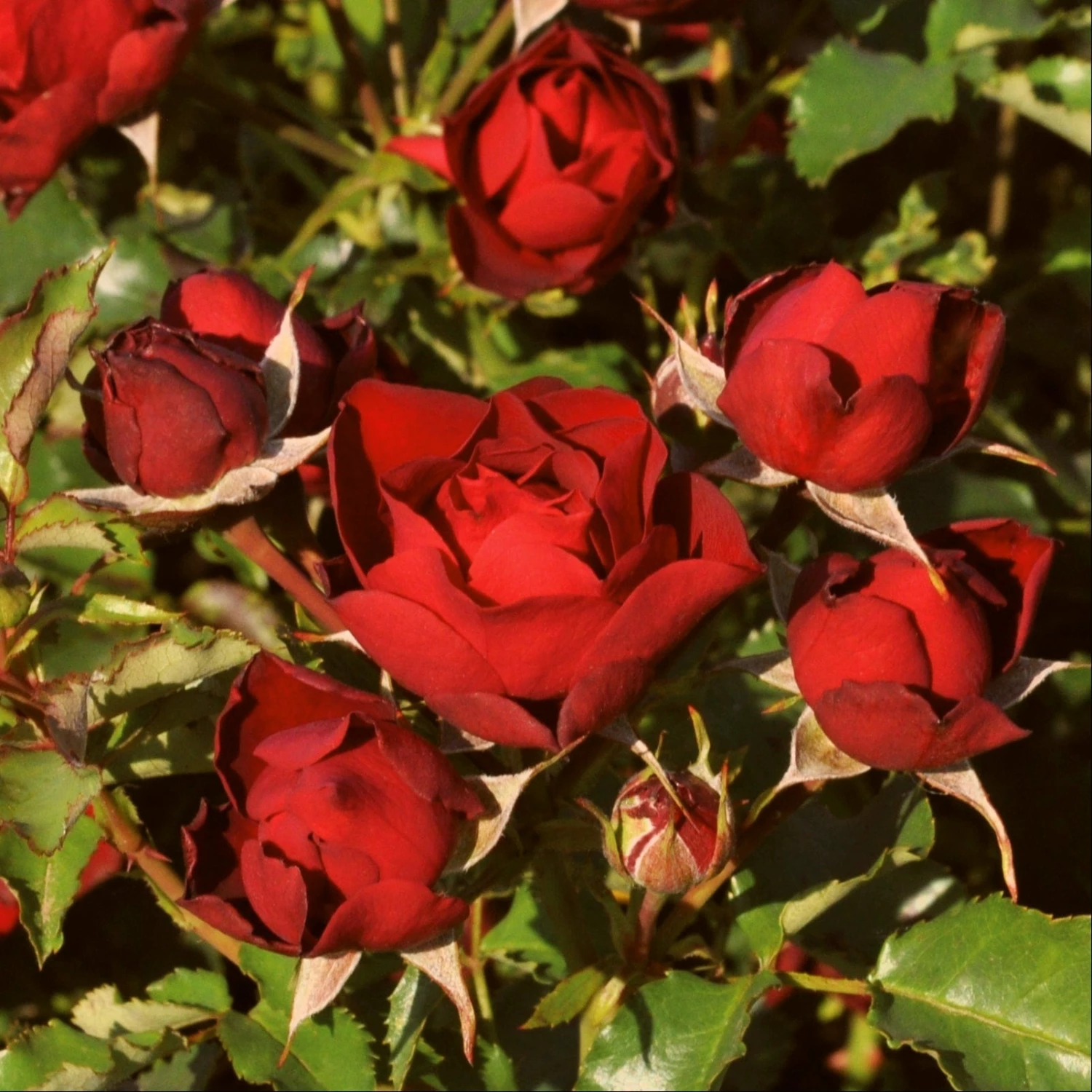 Roots Plants Shrub Rose 'Morava Reka®' | 4.5L Pot 3 Roots Plants Shrub Rose 'Morava Reka®' | 4.5L Pot