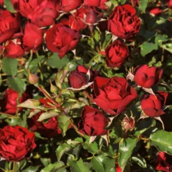 Roots Plants Shrub Rose 'Morava Reka®' | 4.5L Pot