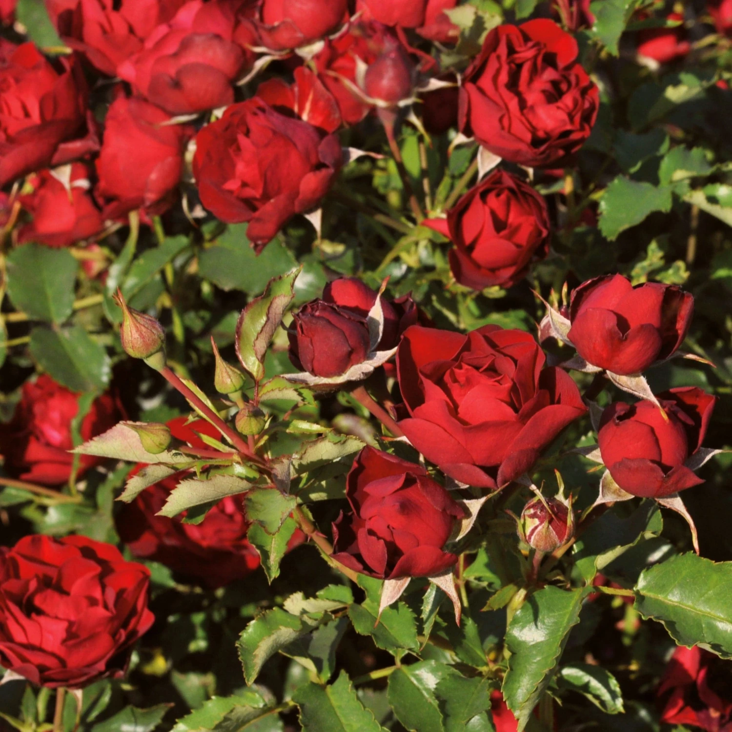 Roots Plants Shrub Rose 'Morava Reka®' | 4.5L Pot 4 Roots Plants Shrub Rose 'Morava Reka®' | 4.5L Pot