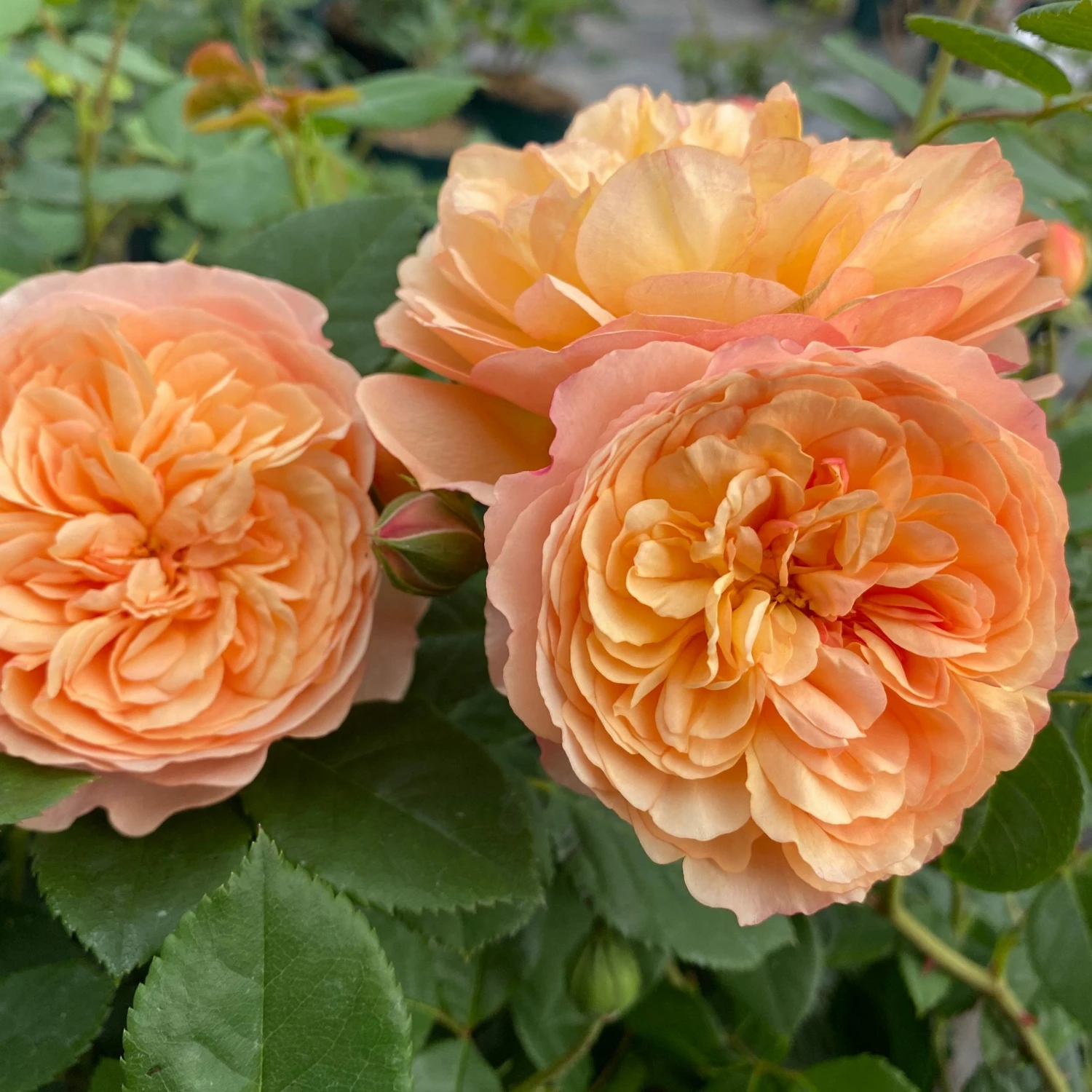 Roots Plants Shrub Rose 'Natalija Frayla®' | 4.5L Pot 3 Roots Plants Shrub Rose 'Natalija Frayla®' | 4.5L Pot