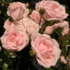 Roots Plants Climbing Rose 'New Dawn' | 4.5L Pot Rose Bushes 2 Roots Plants Climbing Rose 'New Dawn' | 4.5L Pot Rose Bushes