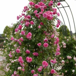 Roots Plants Rose Bushes Climbing Rose 'Parade' | 4.5L Pot