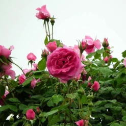 Roots Plants Rose Bushes Climbing Rose 'Parade' | 4.5L Pot