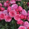 Roots Plants Shrub Rose 'Pink Vaza®' | 4.5L Pot 1 Roots Plants Shrub Rose 'Pink Vaza®' | 4.5L Pot
