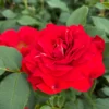 Roots Plants Shrub Rose 'Tara Reka®' | 4.5L Pot Rose Bushes 2 Roots Plants Shrub Rose 'Tara Reka®' | 4.5L Pot Rose Bushes