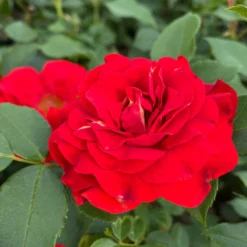 Roots Plants Shrub Rose 'Tara Reka®' | 4.5L Pot Rose Bushes