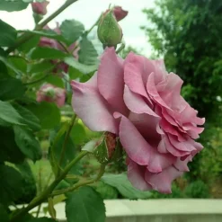 Roots Plants Climbing Rose 'Violette Perfume' | 4.5L Pot Rose Bushes 9 Roots Plants Climbing Rose 'Violette Perfume' | 4.5L Pot Rose Bushes