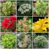 Roots Plants Best Small Evergreen Shrubs