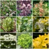 Roots Plants Hydrangea Best Shrubs For Borders 2 Roots Plants Hydrangea Best Shrubs For Borders