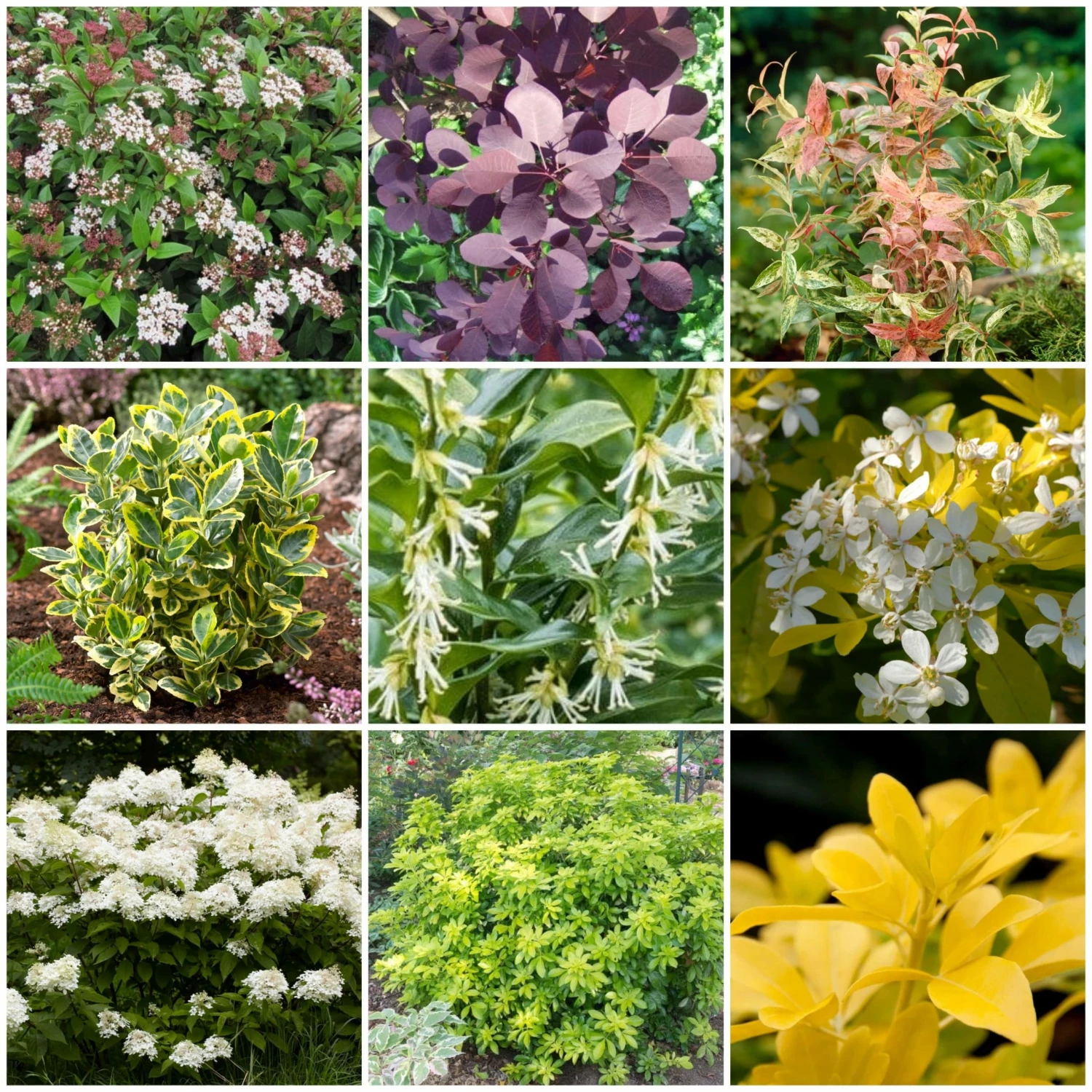 Roots Plants Hydrangea Best Shrubs For Borders 3 Roots Plants Hydrangea Best Shrubs For Borders
