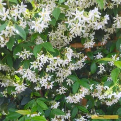 Roots Plants Star Jasmine | Trachelospermum 'Jasminoides' | On A 90cm Cane In A 3L Pot