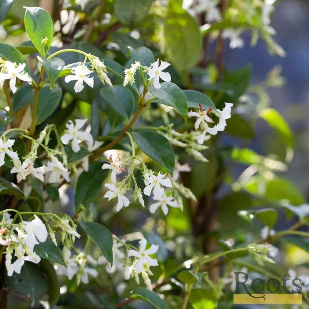 Roots Plants Star Jasmine | Trachelospermum 'Jasminoides' | On A 90cm Cane In A 3L Pot 5 Roots Plants Star Jasmine | Trachelospermum 'Jasminoides' | On A 90cm Cane In A 3L Pot