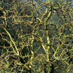 Roots Plants Trees & Shrubs Corkscrew Willow | Salix Matsudana 'Tortuosa'
