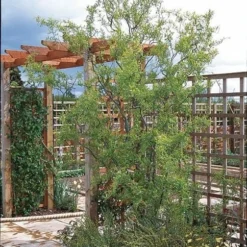 Roots Plants Trees & Shrubs Corkscrew Willow | Salix Matsudana 'Tortuosa'