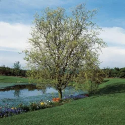 Roots Plants Trees & Shrubs Corkscrew Willow | Salix Matsudana 'Tortuosa'
