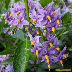 Roots Plants Other Climbing Plants Solanum Crispum 'Glasnevin' | On A 90cm Cane In A 3L Pot