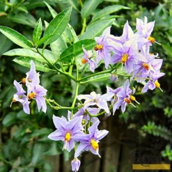 Roots Plants Other Climbing Plants Solanum Crispum 'Glasnevin' | On A 90cm Cane In A 3L Pot