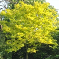 Roots Plants Trees & Shrubs Honeylocust Tree | Gleditsia Triacanthos 'Sunburst'