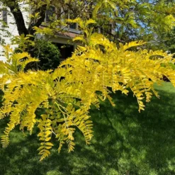 Roots Plants Trees & Shrubs Honeylocust Tree | Gleditsia Triacanthos 'Sunburst'