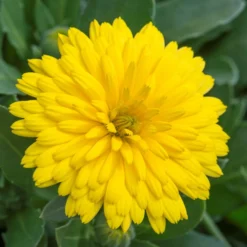 Roots Plants Calendula Power Daisy 'Sunny' | 3L Pot
