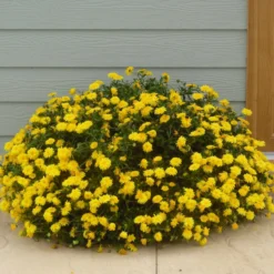 Roots Plants Calendula Power Daisy 'Sunny' | 3L Pot