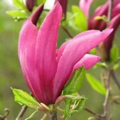 Roots Plants Magnolia 'Susan' Trees & Shrubs