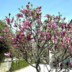 Roots Plants Magnolia 'Susan' Trees & Shrubs