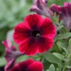 Roots Plants 20cm Petunia Sweetunia 'Suzie Storm' | 1L Pot Petunias 2 Roots Plants 20cm Petunia Sweetunia 'Suzie Storm' | 1L Pot Petunias