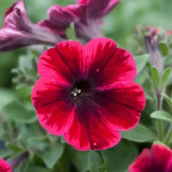 Roots Plants 20cm Petunia Sweetunia 'Suzie Storm' | 1L Pot Petunias