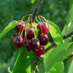 Roots Plants Sweetheart ' Cherry Tree Fruits