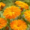 Roots Plants Calendula Power Daisy 'Tango' | 3L Pot Perennials