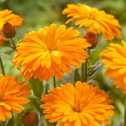 Roots Plants Calendula Power Daisy 'Tango' | 3L Pot Perennials