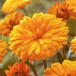 Roots Plants Calendula Power Daisy 'Tango' | 3L Pot Perennials