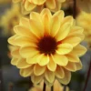 Roots Plants 30cm Dahlia Temptation 'Gold' | 1L Pot