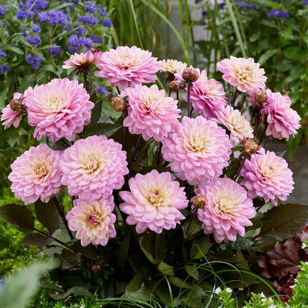 Roots Plants 30cm Dahlia Temptation 'Pink Bicolour' | 1L Pot Dahlias 3 Roots Plants 30cm Dahlia Temptation 'Pink Bicolour' | 1L Pot Dahlias