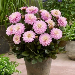 Roots Plants 30cm Dahlia Temptation 'Pink Bicolour' | 1L Pot Dahlias