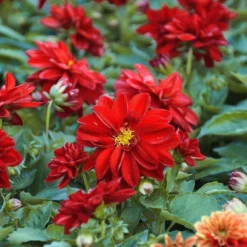 Roots Plants 30cm Dahlia Temptation 'Red' | 1L Pot Dahlias