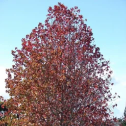 Roots Plants Thea Liquidambar Tree