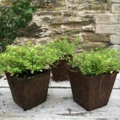 Roots Plants 3 Organic Thyme Plants 7 Roots Plants 3 Organic Thyme Plants