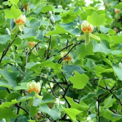 Roots Plants Fastigiate Tulip Tree | Liriodendron Tulipifera Trees & Shrubs