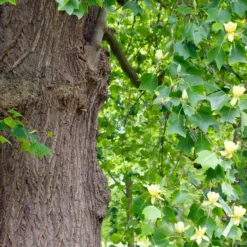 Roots Plants Fastigiate Tulip Tree | Liriodendron Tulipifera Trees & Shrubs