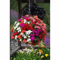 Roots Plants Busy Lizzie Instant Designer Hanging Basket | Impatiens 'Beacon'