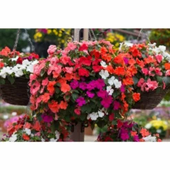 Roots Plants Busy Lizzie Instant Designer Hanging Basket | Impatiens 'Beacon'