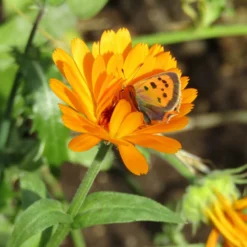 Roots Plants Large Organic Veg Companion Plant Pack