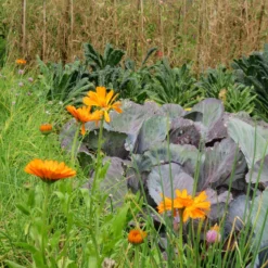 Roots Plants Large Organic Veg Companion Plant Pack 7 Roots Plants Large Organic Veg Companion Plant Pack