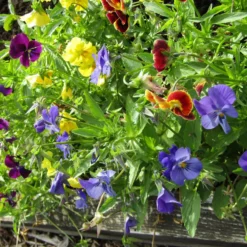 Roots Plants Organic Edible Flower Pack | 40 Plants All Vegetable Plants